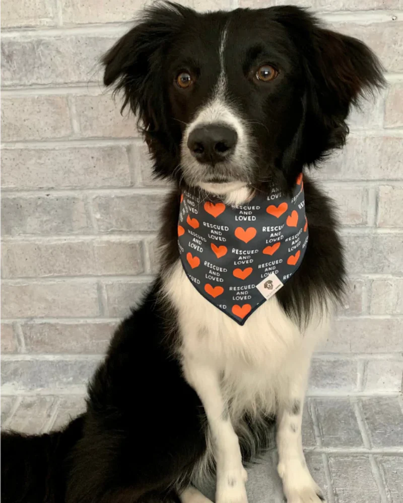 Rescued & Loved Dog Bandana (Made in the USA) (CLEARANCE) - Image 4