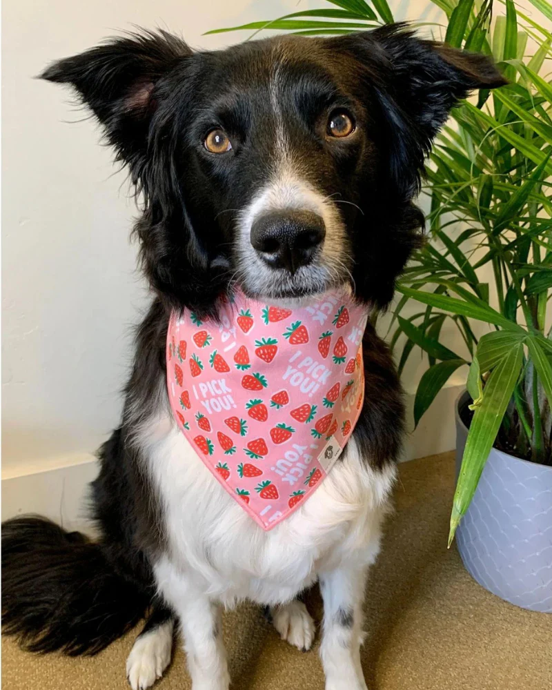 I Pick You! Strawberry Dog Bandana<br>(Made in the USA) (FINAL SALE) - Image 4