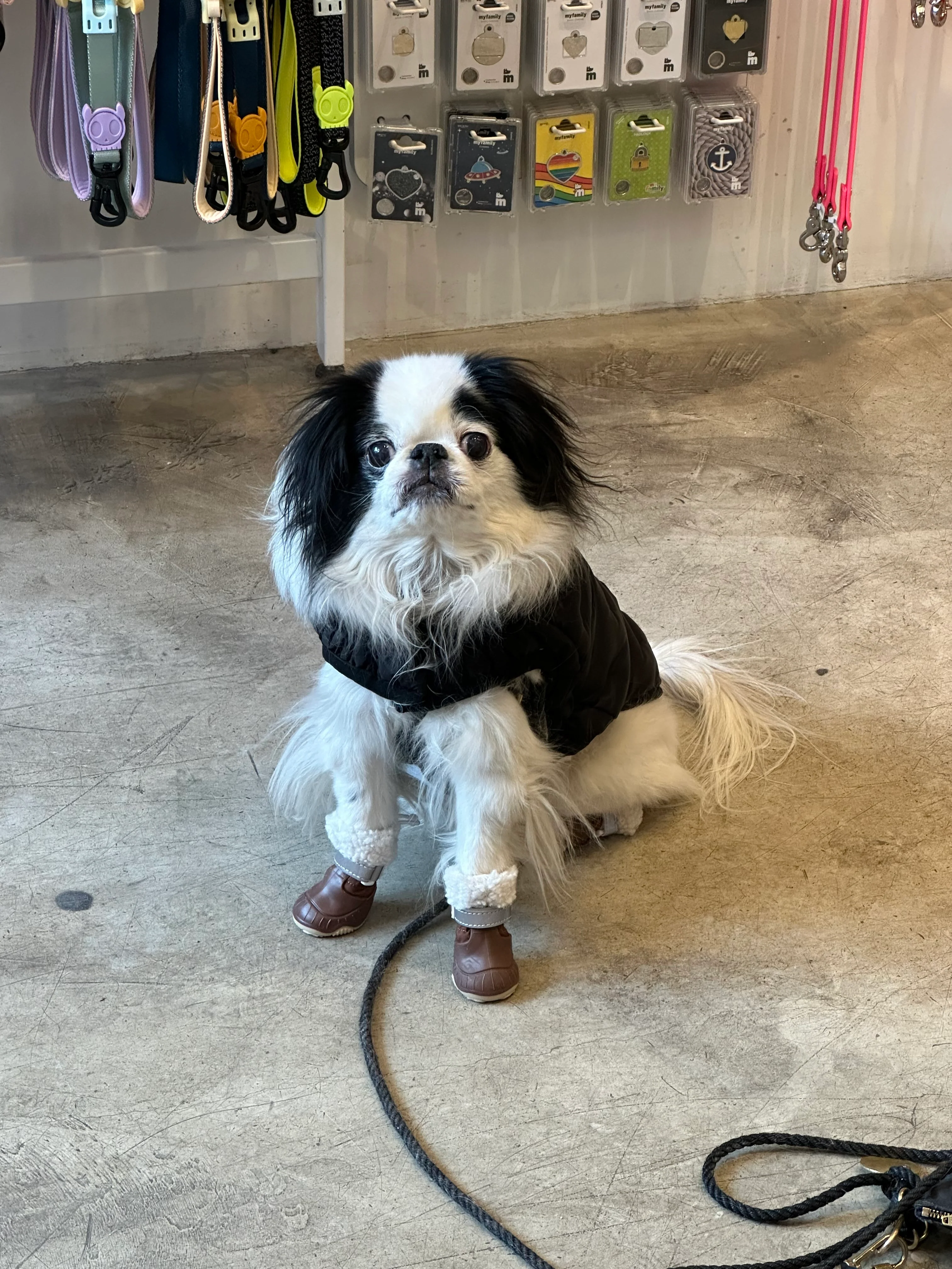 The Stassi - Dog Snow Boots - Image 4