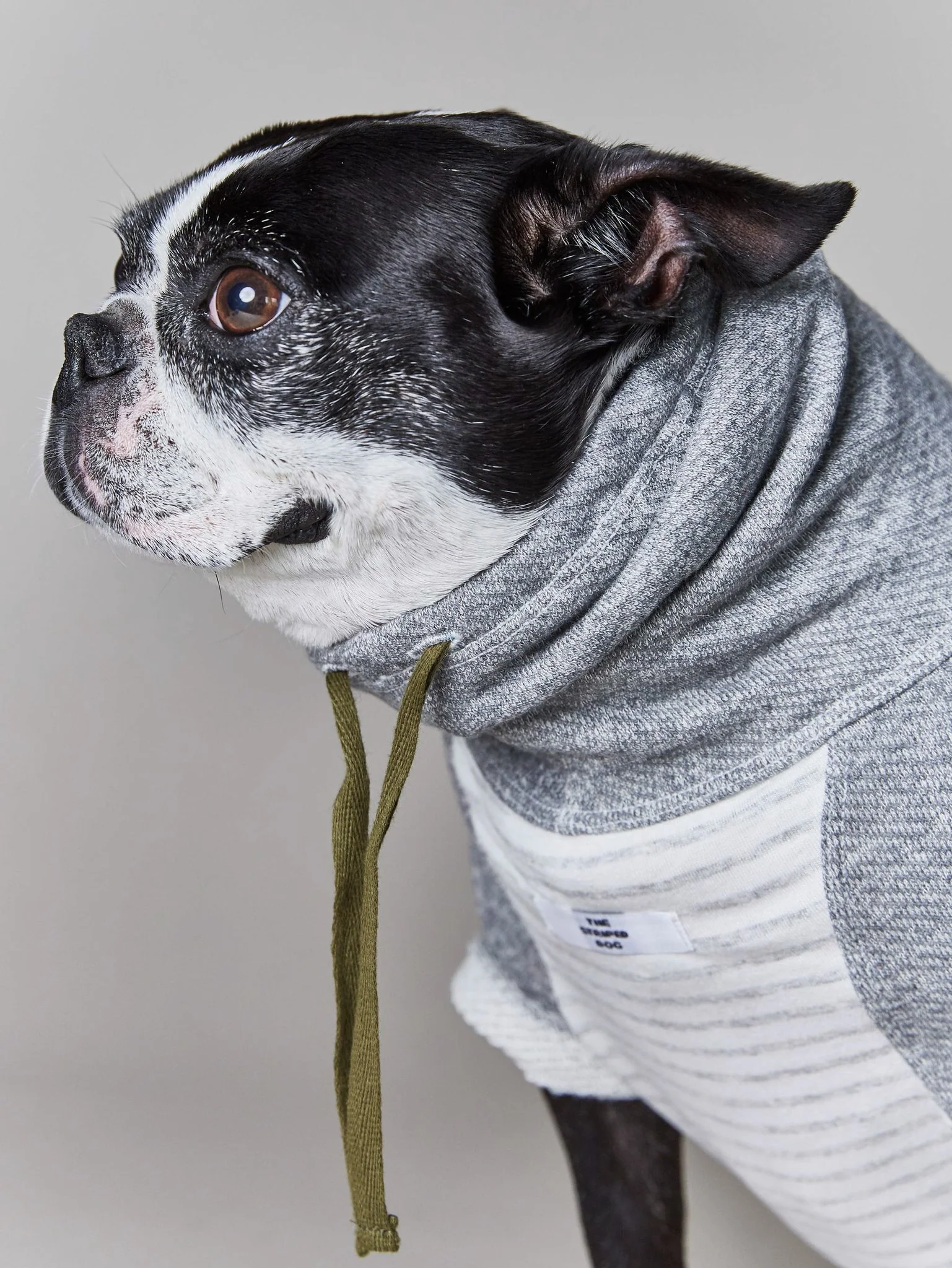 Oxford Stripe Dog Funnel Neck Pullover<br>((CLEARANCE) - Image 3