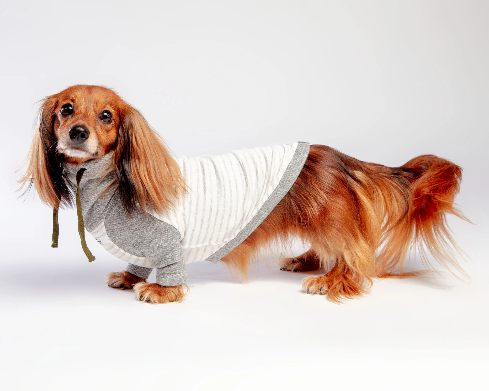 Oxford Stripe Dog Funnel Neck Pullover<br>((CLEARANCE) - Image 6