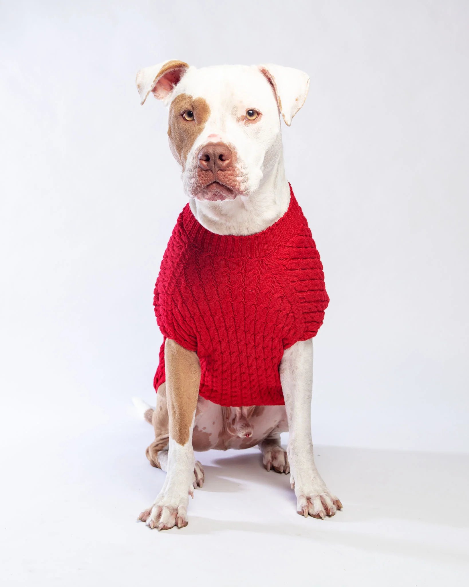 The Uptown Cable Knit Sweater in Red Cotton (Made in NYC) - Image 2