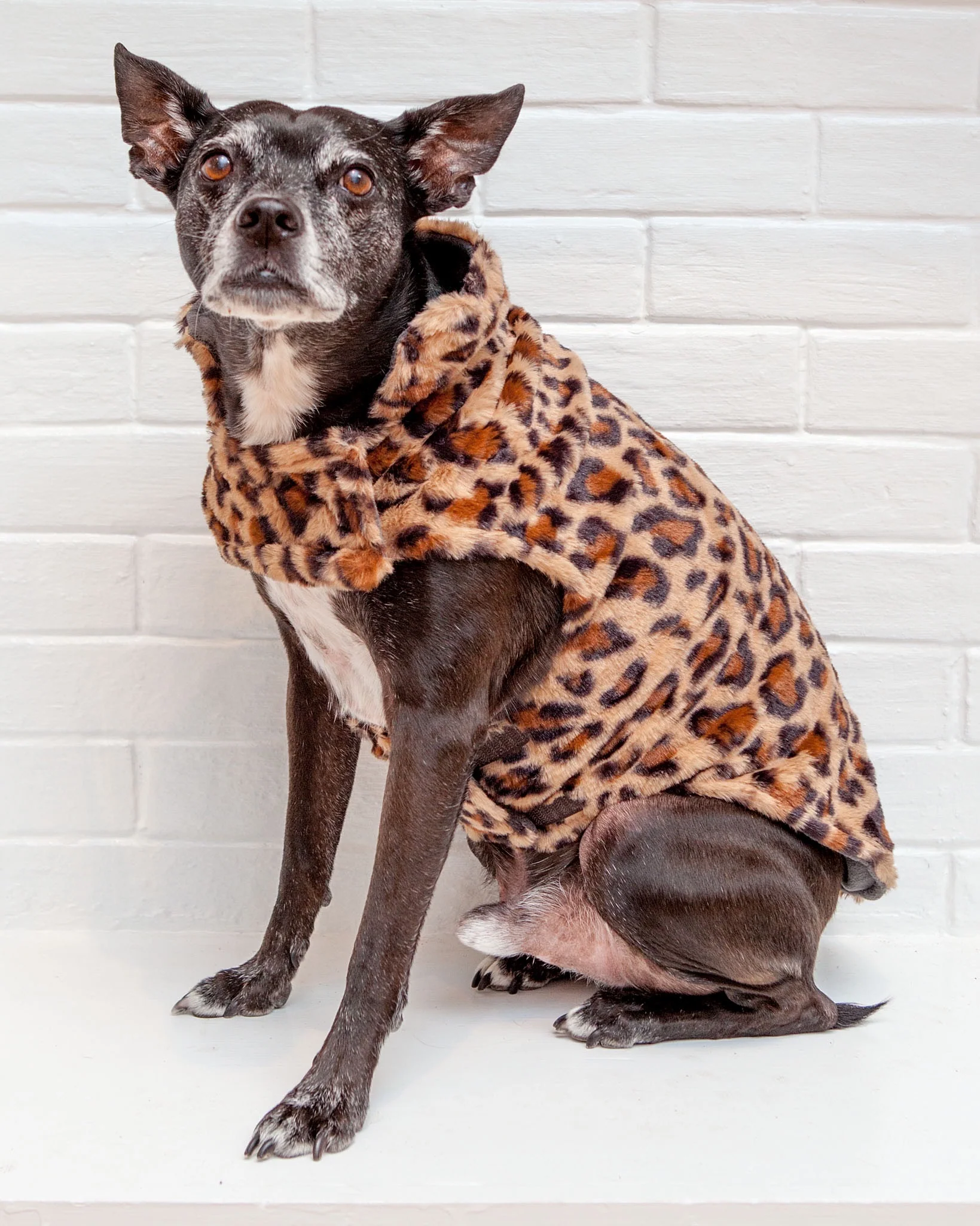 Faux Fur Dog Coat in Leopard - Image 5