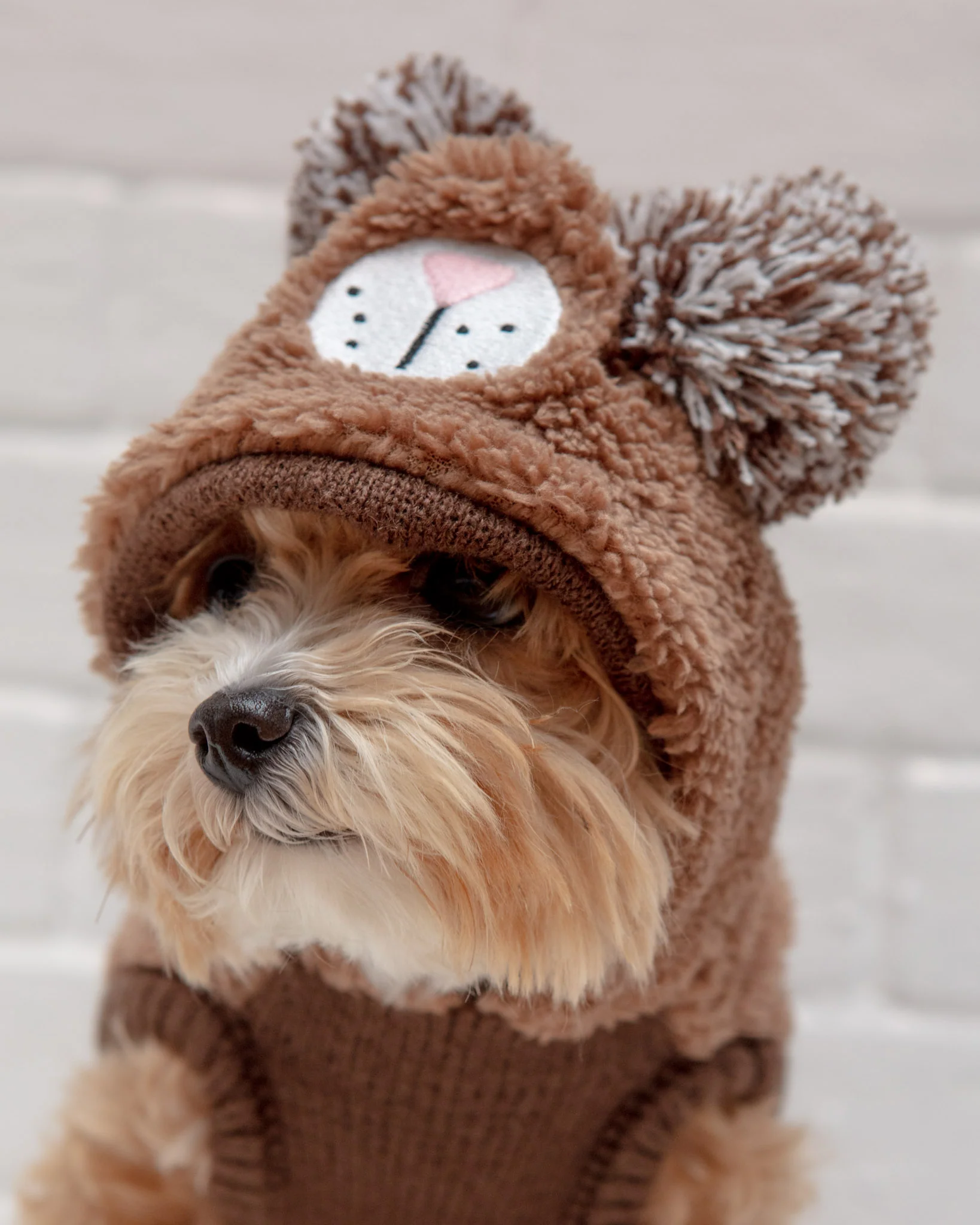 Fuzzy Wuzzy Teddy Bear Dog Hoodie - Image 2