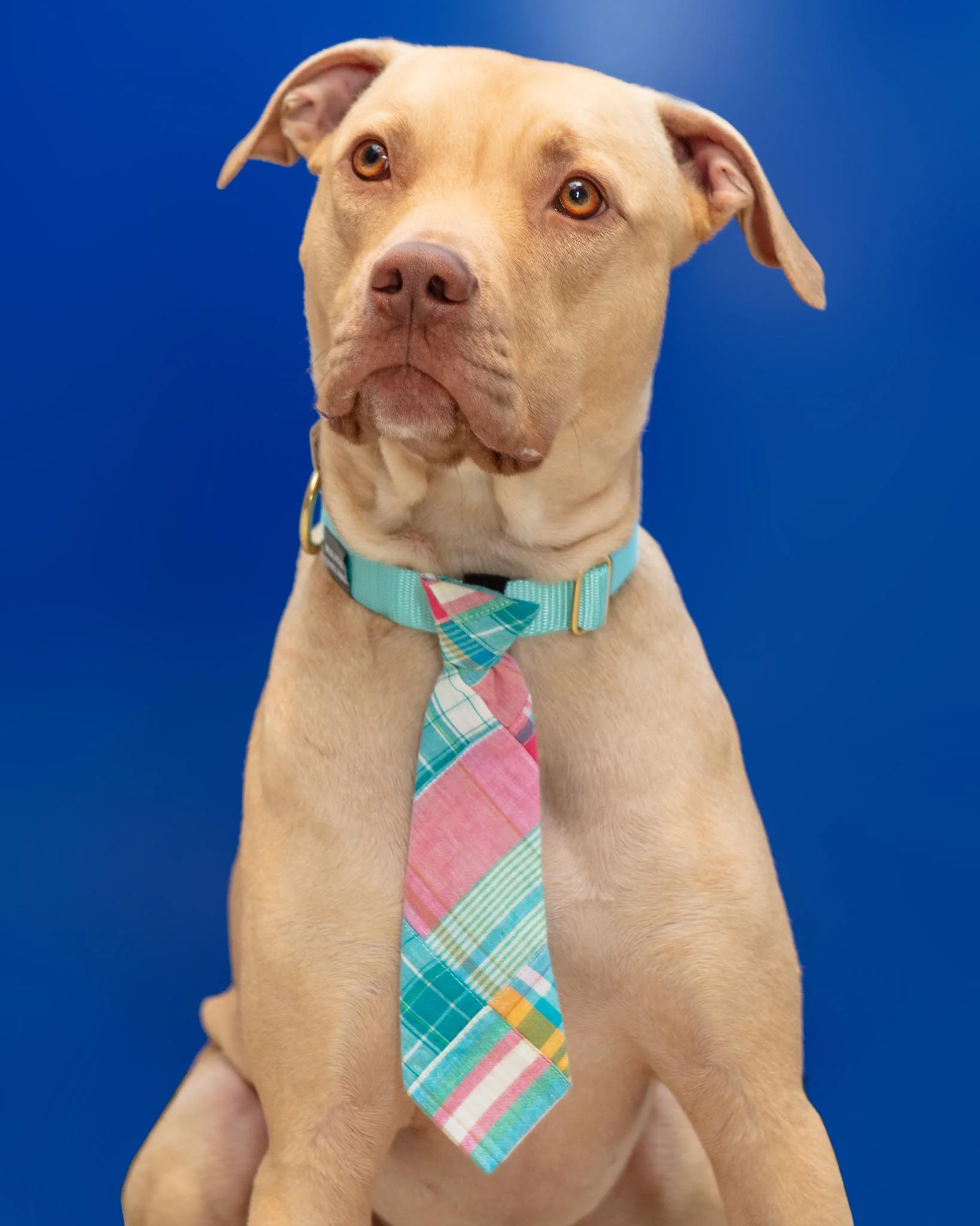 Multi Patch Madras Pet Neck Tie (FINAL SALE)