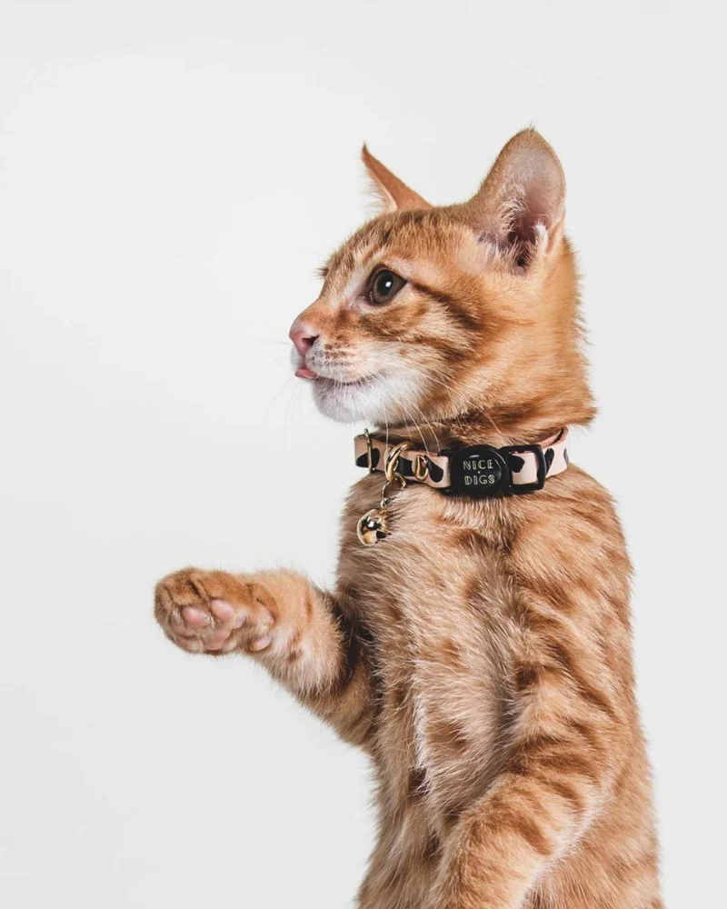 Tiggy Leather Cat Collar in Black