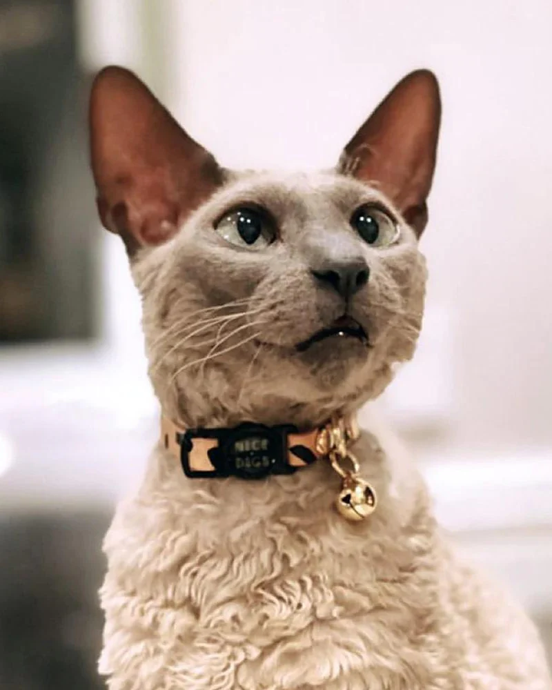 Tiggy Leather Cat Collar in Black - Image 3