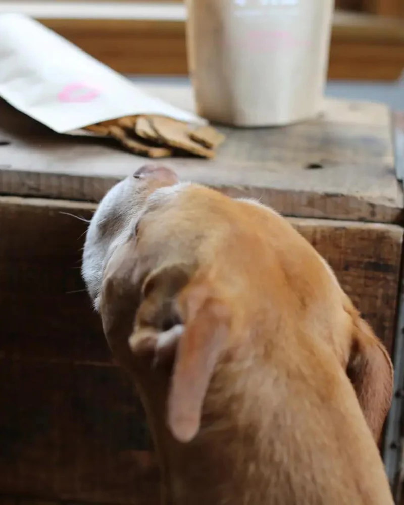 Tico's Tasties Wild Alaskan Salmon & Kale Dog Treats - Image 7