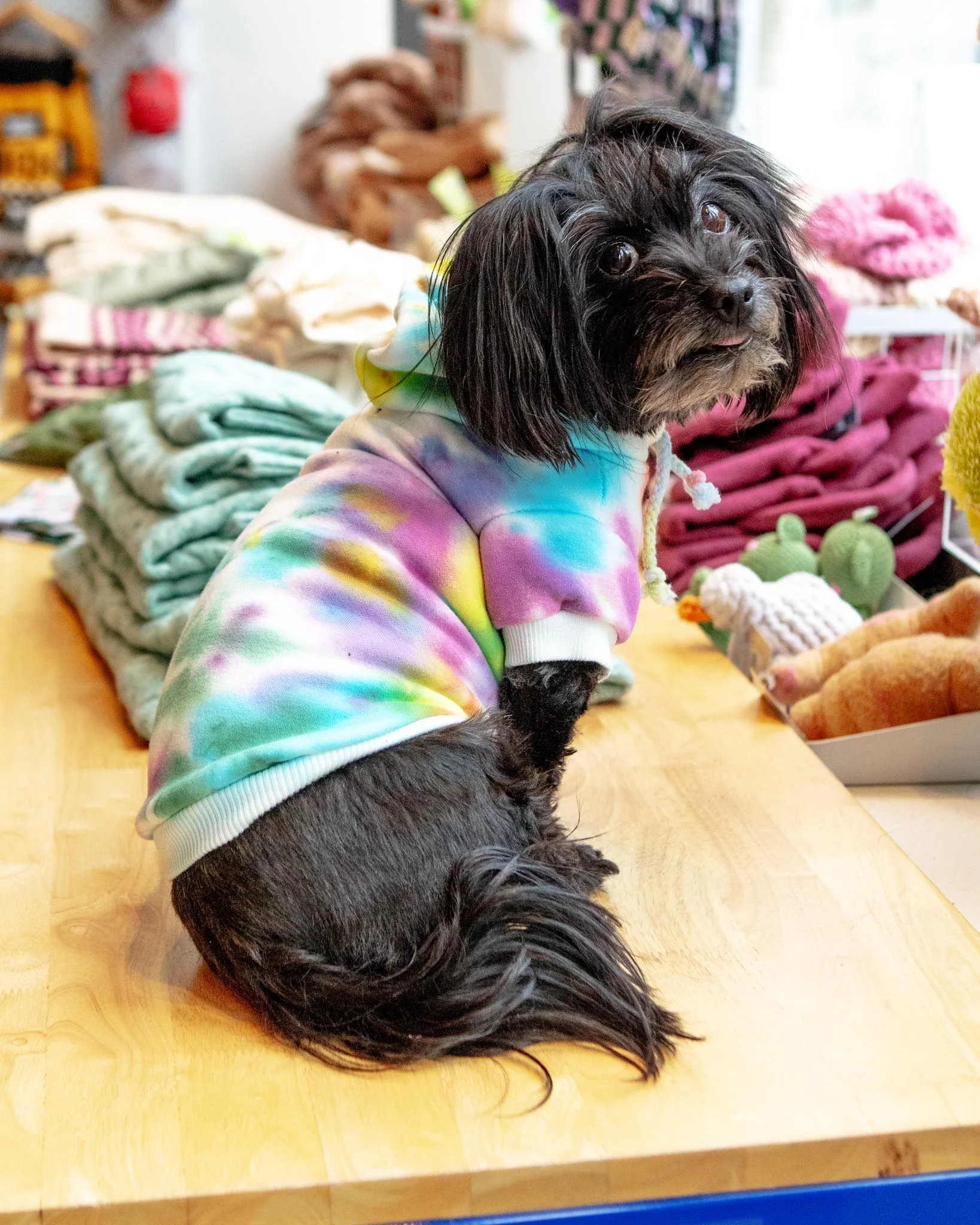 Tie Dye Dog Hoodie in Pastel Rainbow (FINAL SALE) - Image 2