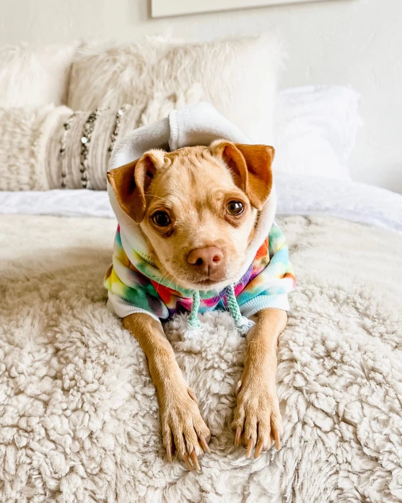 Tie Dye Dog Hoodie in Pastel Rainbow (FINAL SALE) - Image 3