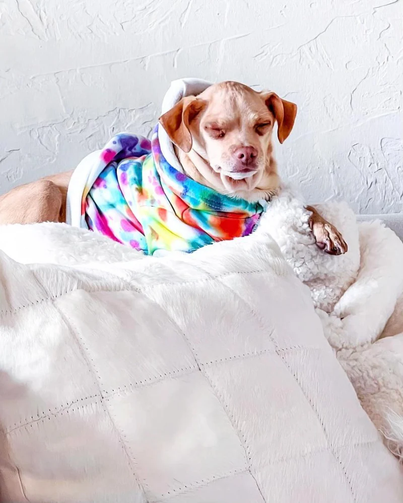 Tie Dye Dog Hoodie in Rainbow - Image 6