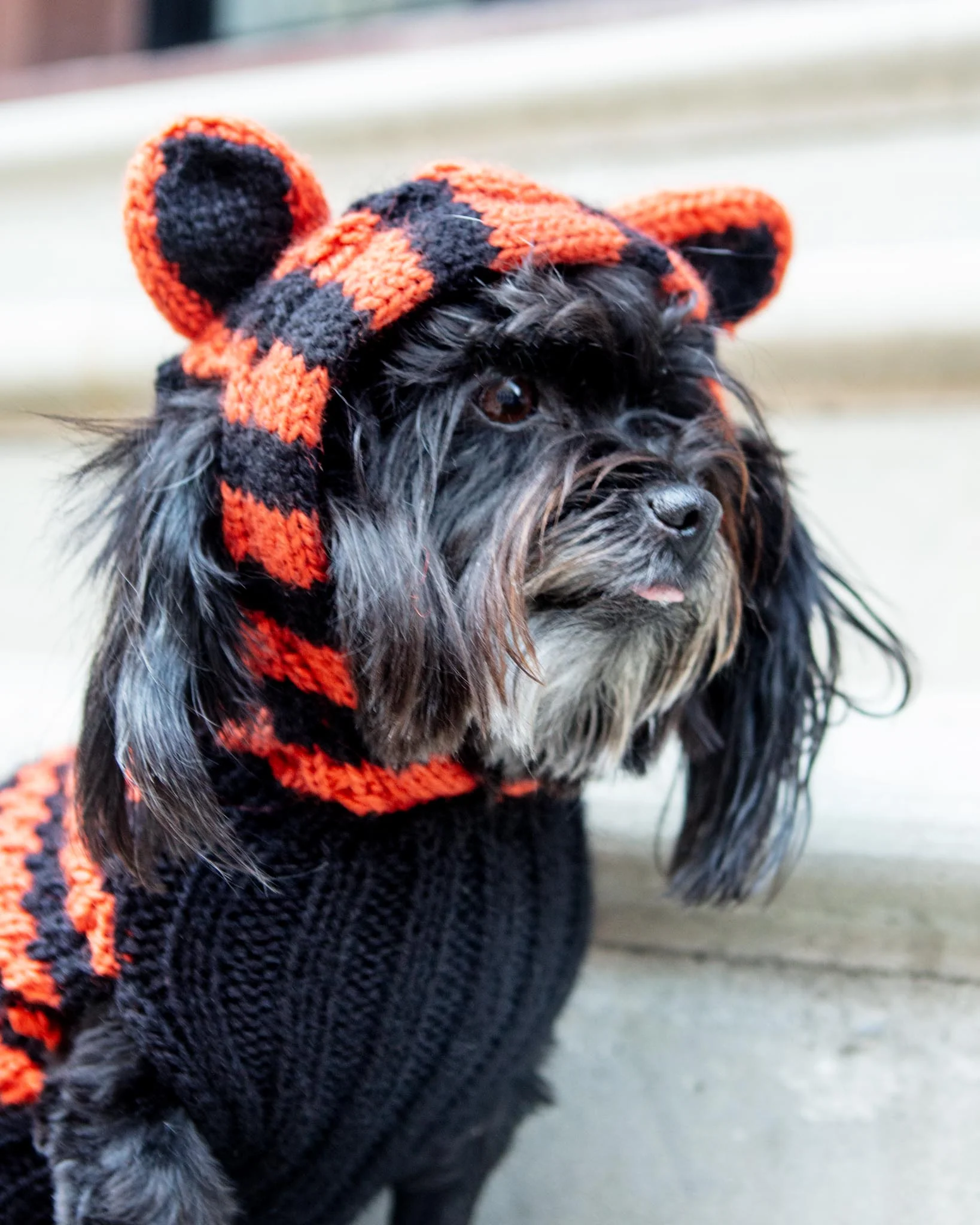 Tiger Hand-Knit Dog Sweater (DOG & CO. Exclusive) (FINAL SALE) - Image 2