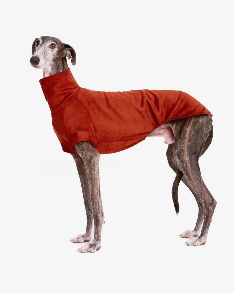 Dog Turtleneck in Tile (FINAL SALE) - Image 2