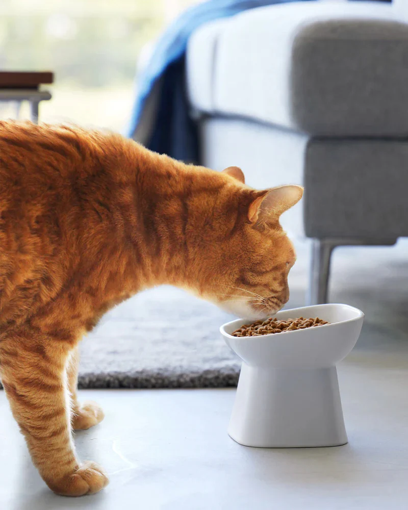 Tilted Pet Food Bowl
