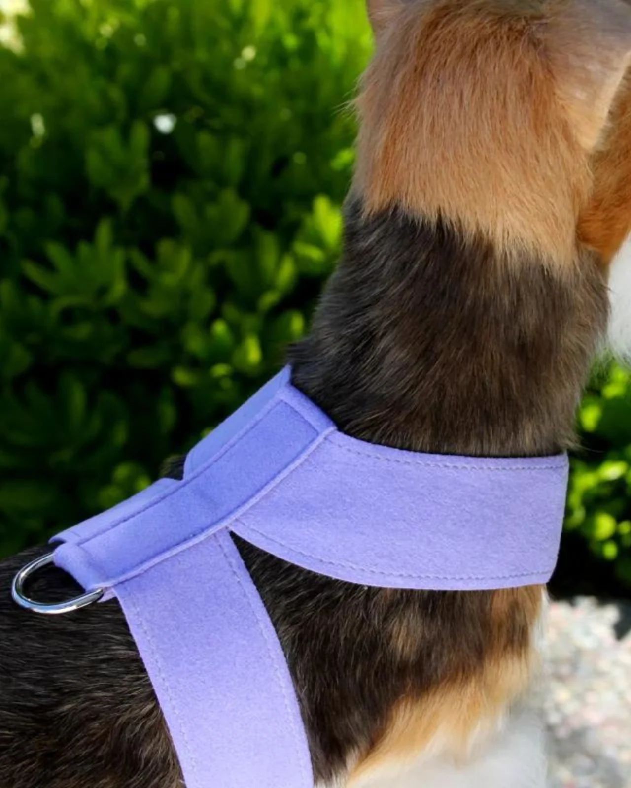 Tinkie Dog Harness in Black or Lavender (Made in the USA) (FINAL SALE) - Image 7