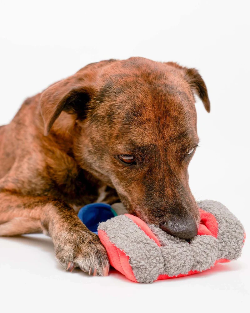 Tinned Salmon Nosework Dog Toy (FINAL SALE) - Image 4