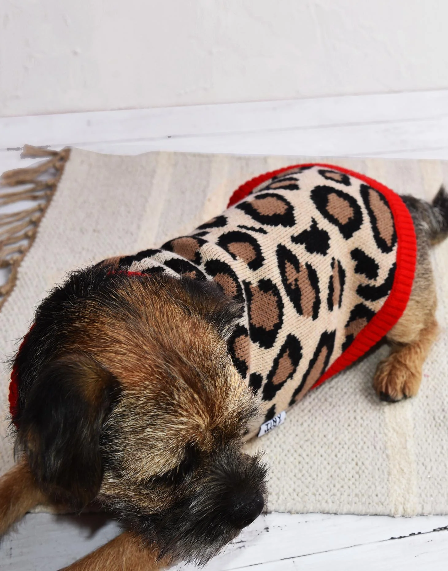 TINY WOLF | Red Leopard Print Dog Sweater - Image 5