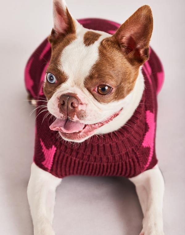 TINY WOLF | Superstar Dog Sweater - Image 2