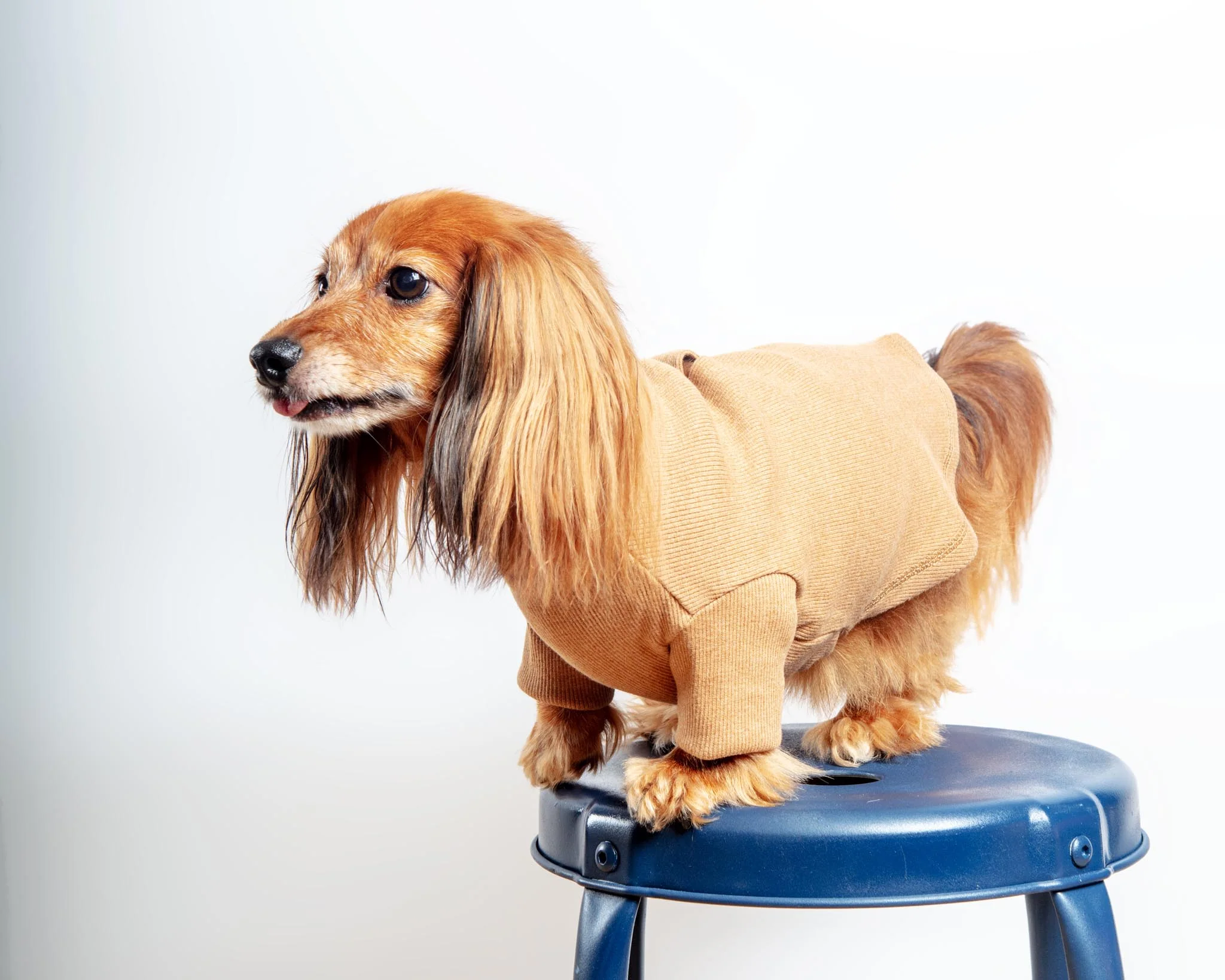 Toffee Organic Pima Cotton Dog Shirt (FINAL SALE) - Image 3