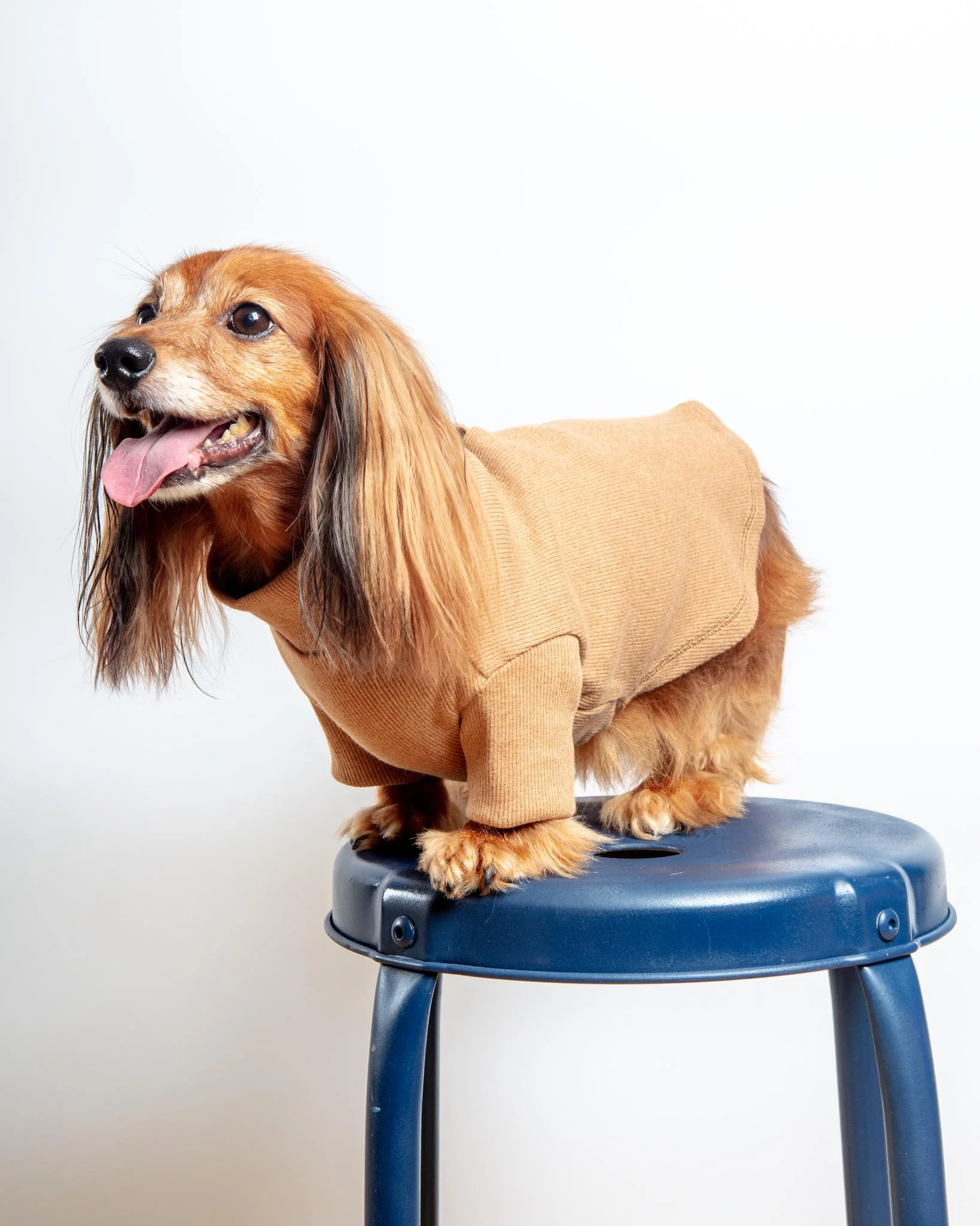 Toffee Organic Pima Cotton Dog Shirt (FINAL SALE) - Image 4