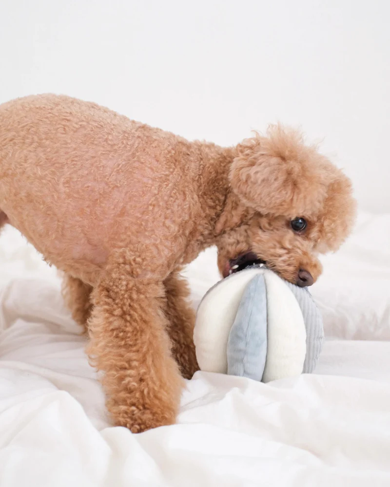 Toto Squeaky Interactive Snuffle Ball in Marine Blue - Image 2