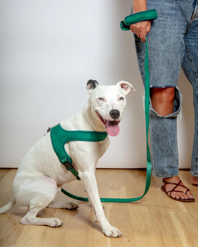 Town Padded Dog Leash - Image 7