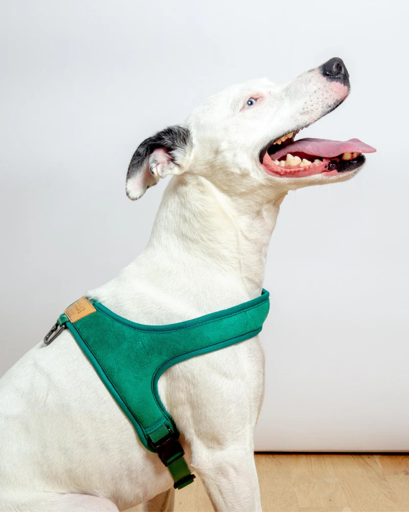 Town Slip-On Dog Harness - Image 11