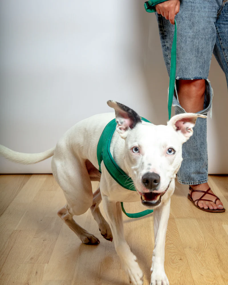 Town Slip-On Dog Harness - Image 12