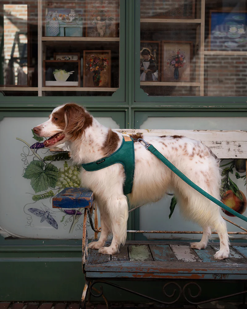 Town Slip-On Dog Harness - Image 13