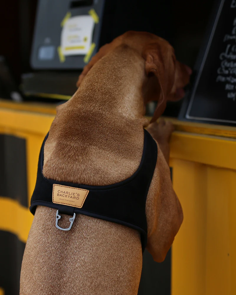 Town Slip-On Dog Harness - Image 2
