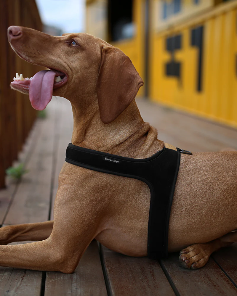 Town Slip-On Dog Harness - Image 3