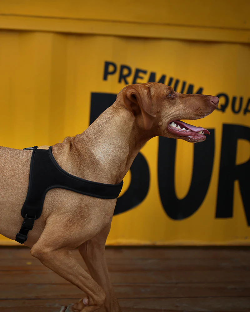 Town Slip-On Dog Harness - Image 4