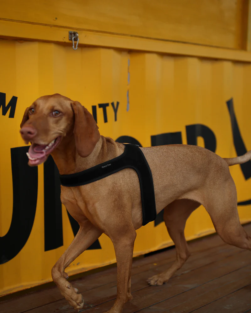 Town Slip-On Dog Harness - Image 5