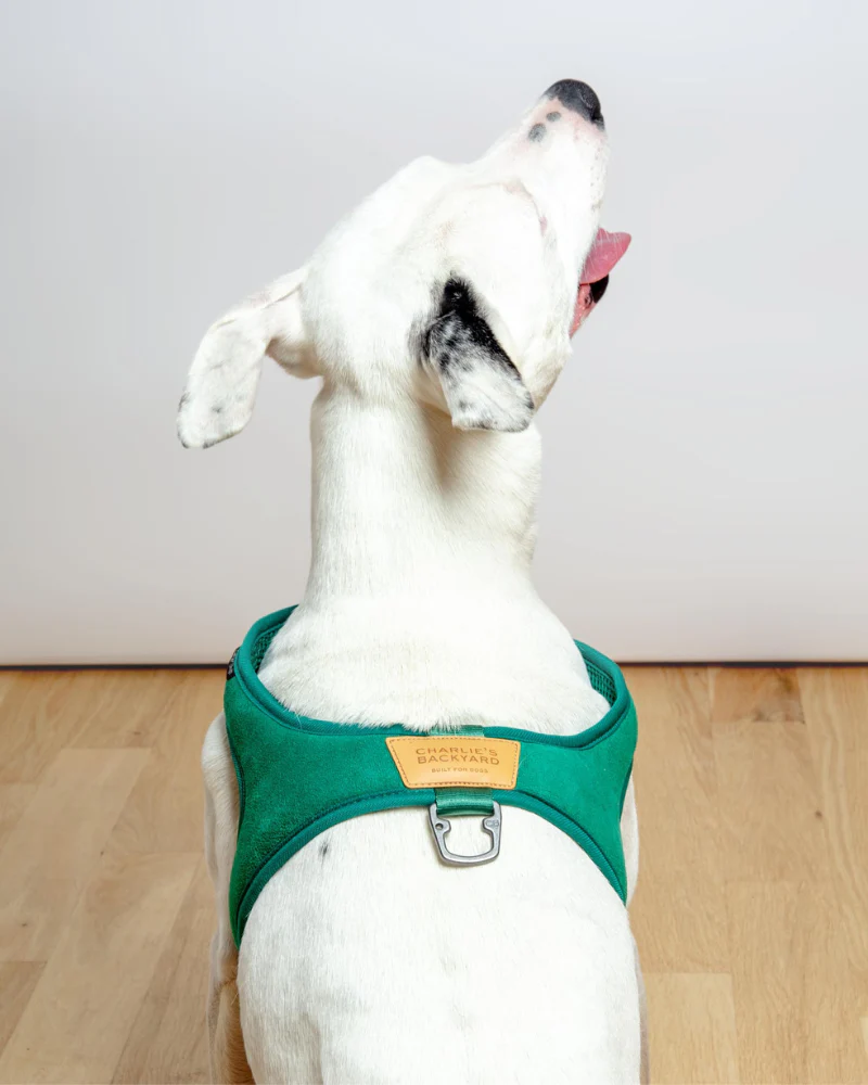 Town Slip-On Dog Harness - Image 8