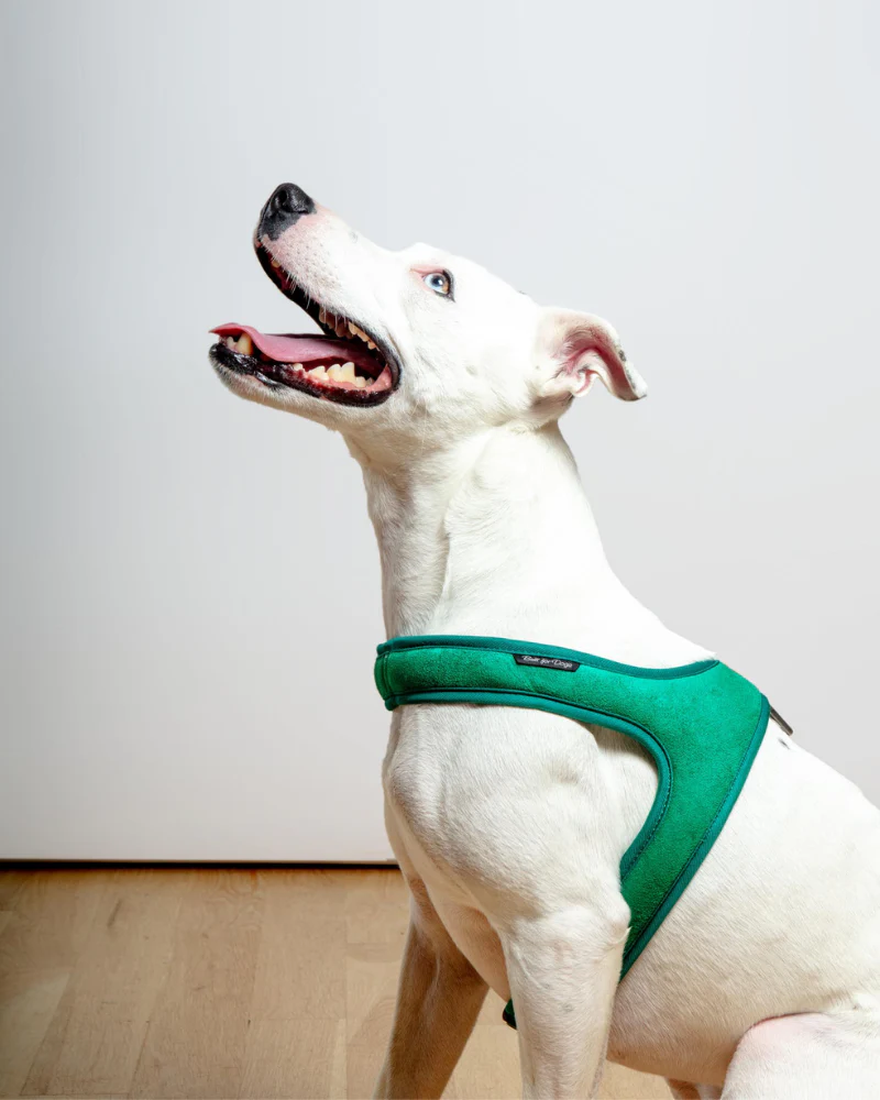Town Slip-On Dog Harness - Image 9