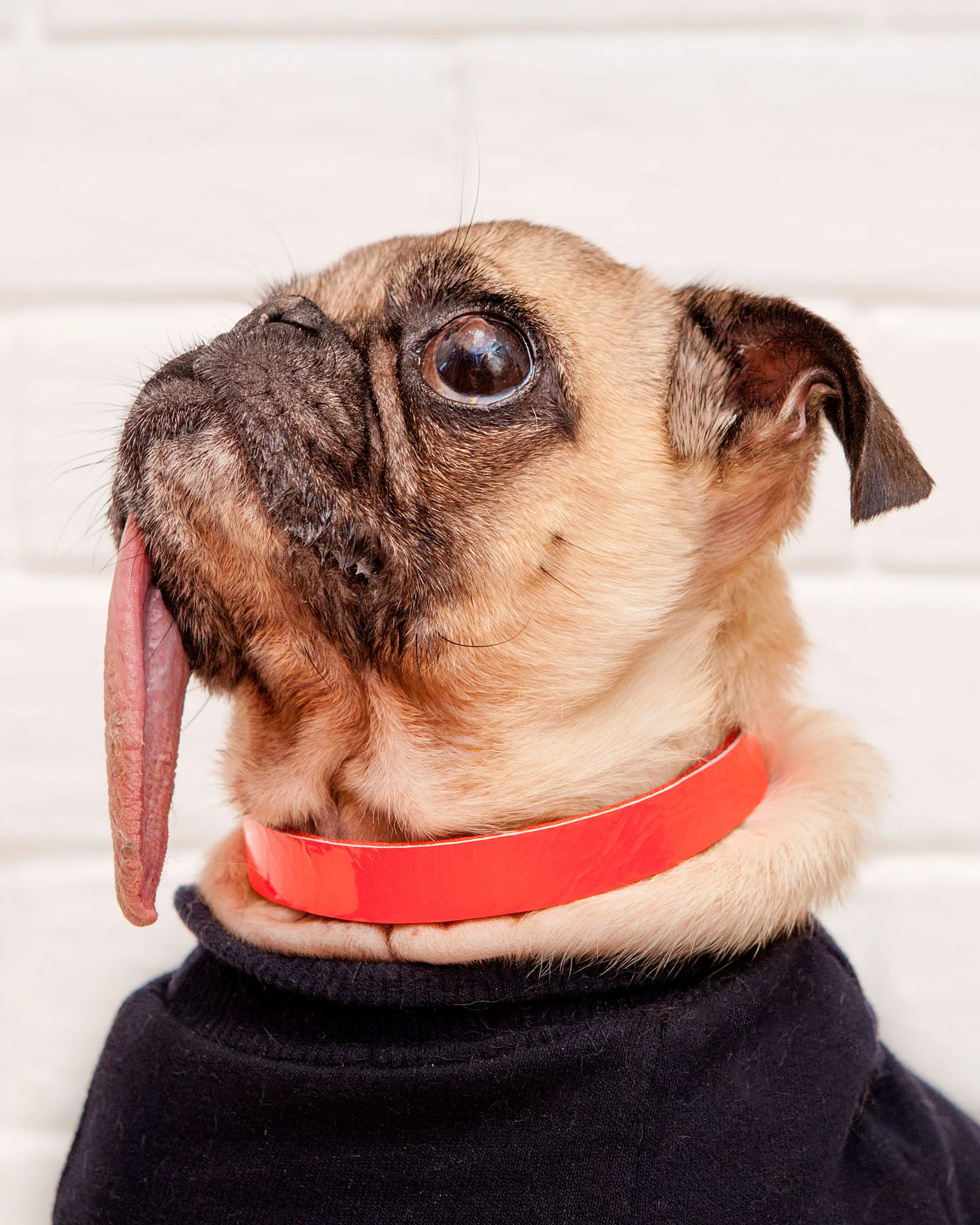 The Cleo Leather Tag Collar in Patent Lilac (Dog & Co. Exclusive) - Image 4