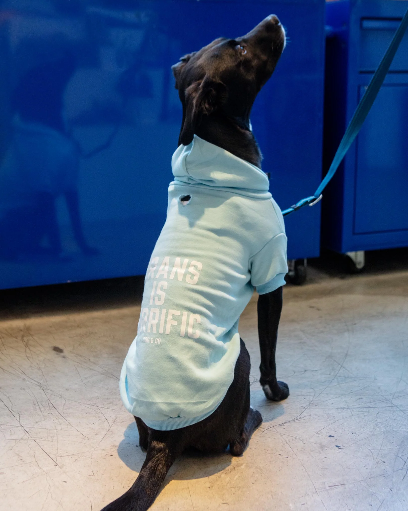 *Trans is Terrific* Graphic Dog Hoodie (Proceeds Benefit the ACLU) - Image 2