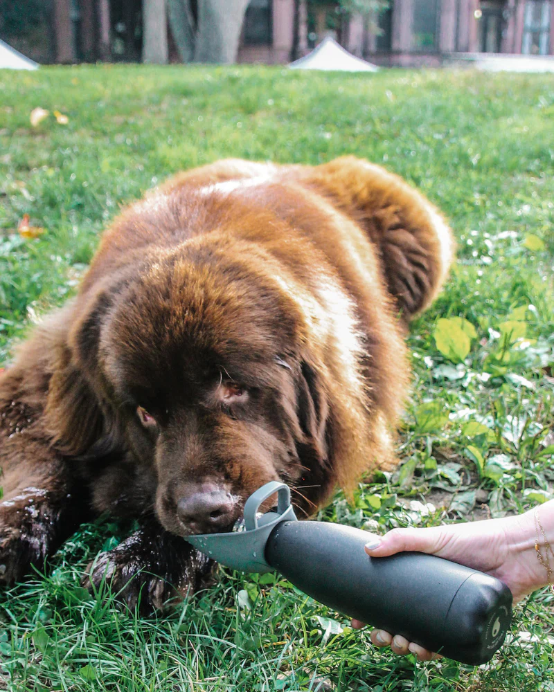 Travel Dog Bowl Bottle Attachment in Grey - Image 6
