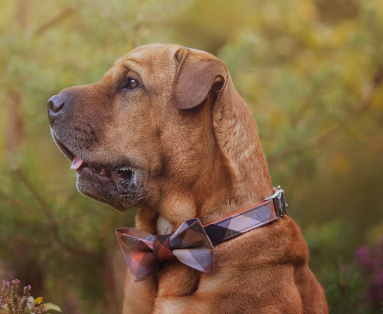 TRAX TIES | The Jack Contemporary Bow Tie and Collar - Image 2