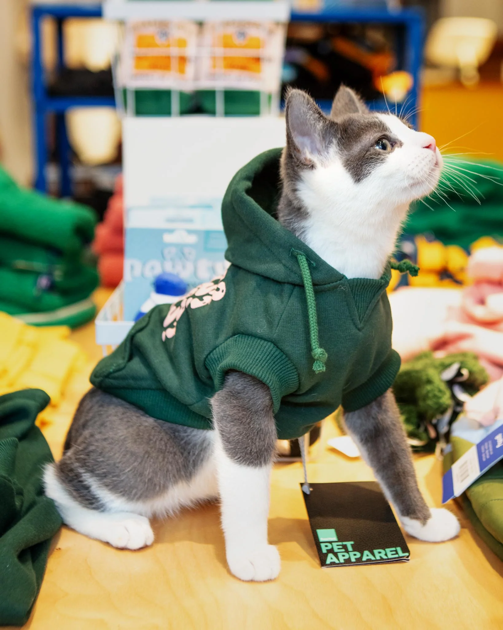 TREATS TREATS TREATS Dog Hoodie in Green (FINAL SALE) - Image 6