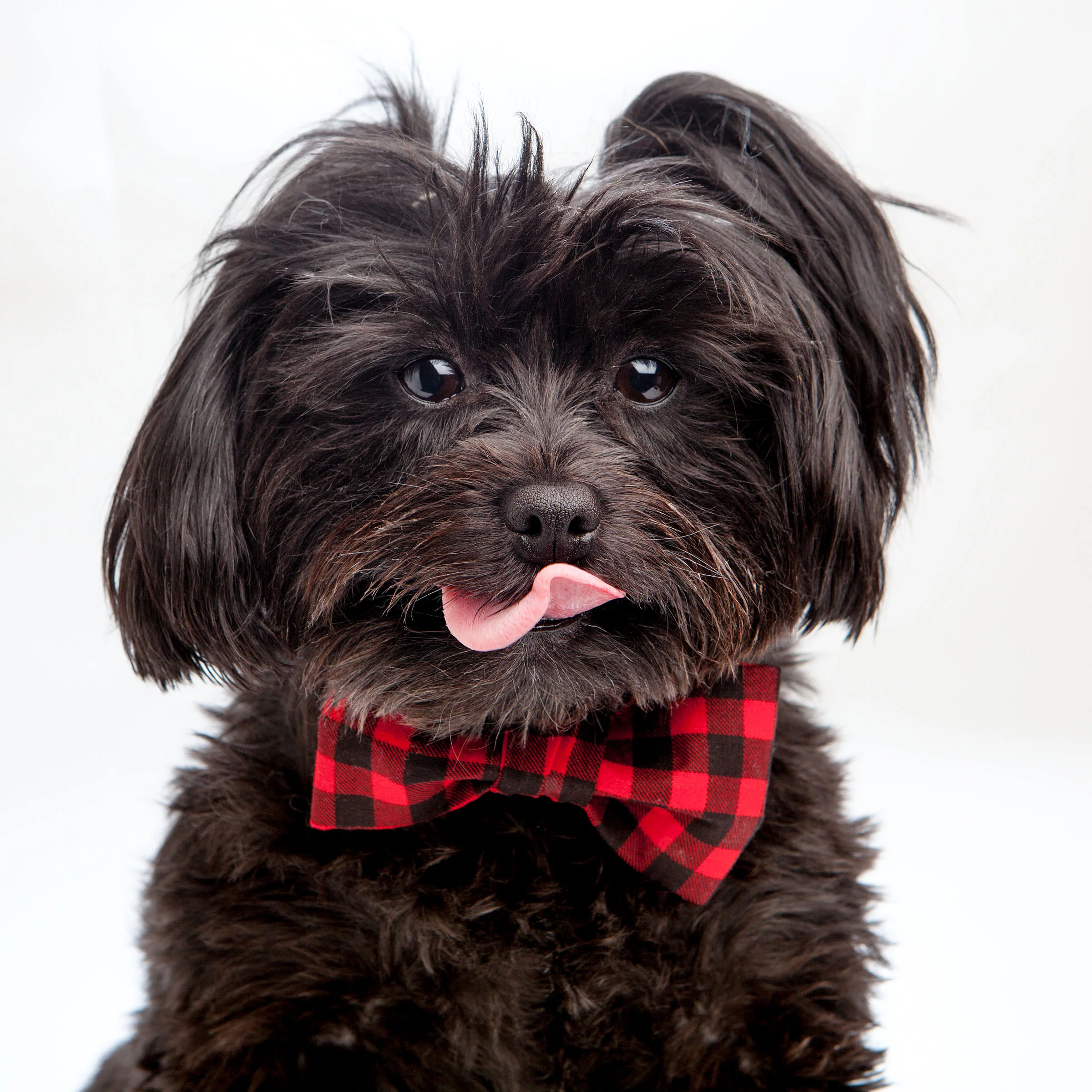 TRISH HAMPTON | Buffalo Plaid Bow Tie - Image 3