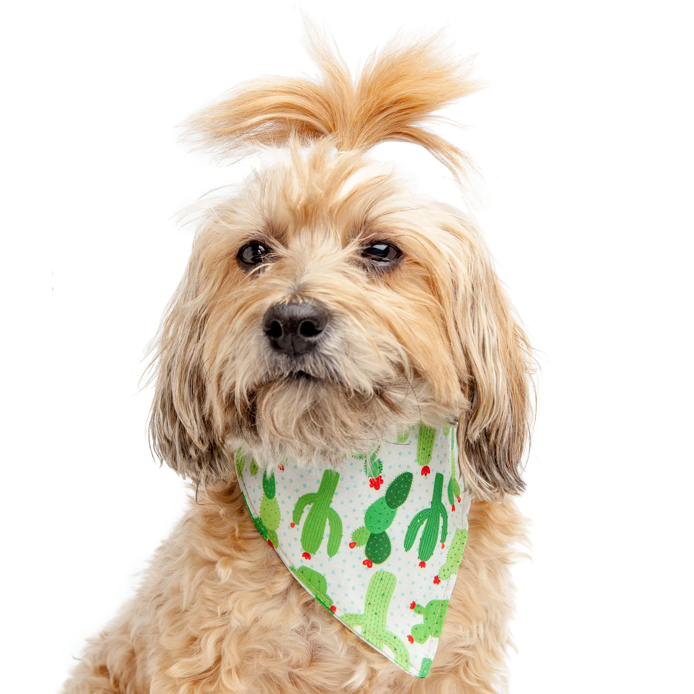TRISH HAMPTON | Cacti Bandana