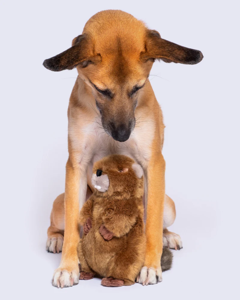 Troy the Beaver Plush Squeaky Dog Toy - Image 4