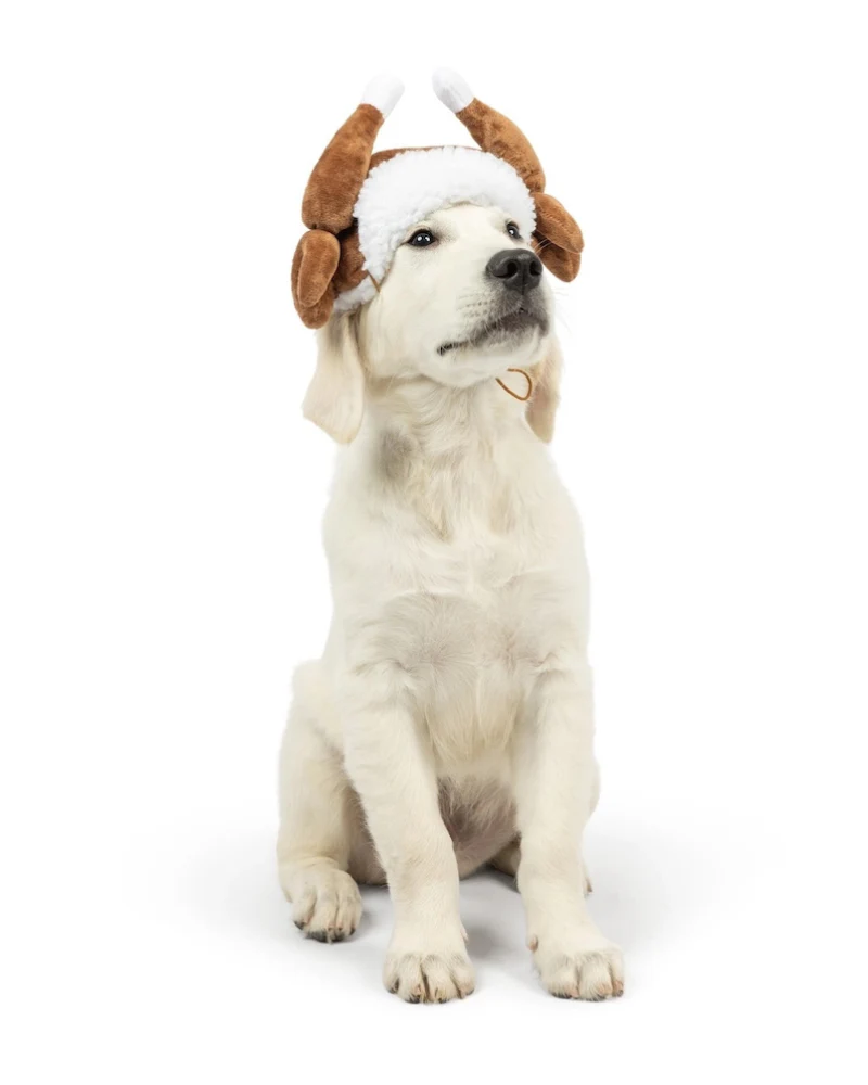 Turkey Taster Dog Hat - Image 4