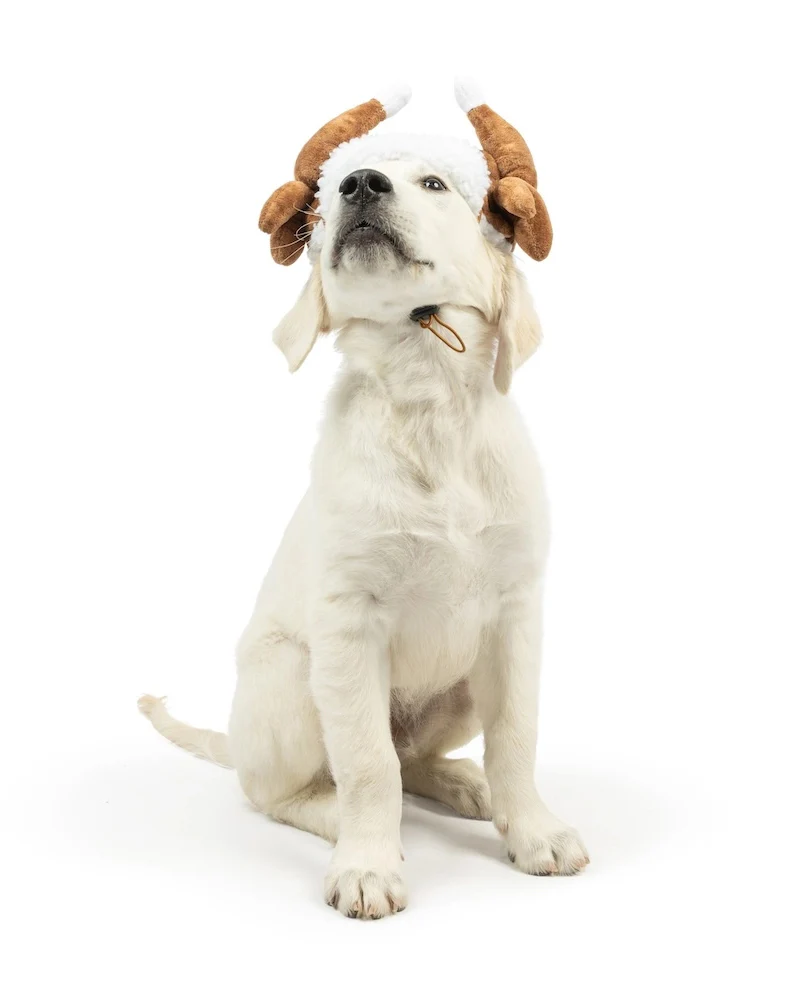 Turkey Taster Dog Hat - Image 6