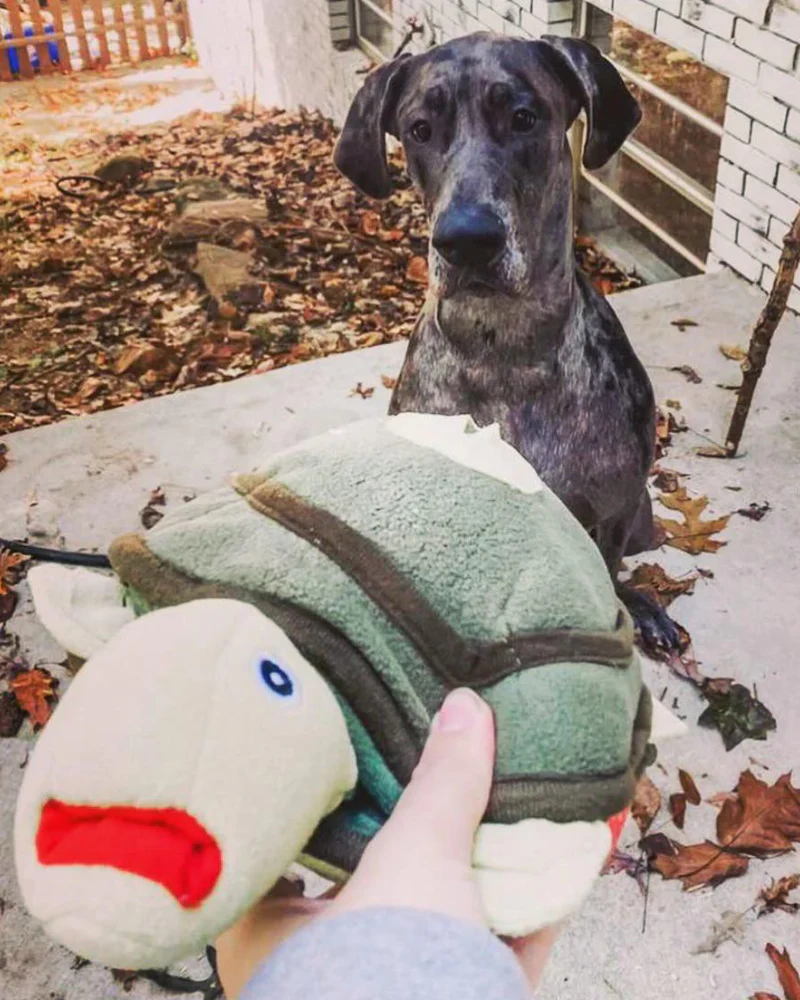 Turtle Interactive & Snuffle Dog Toy - Image 4