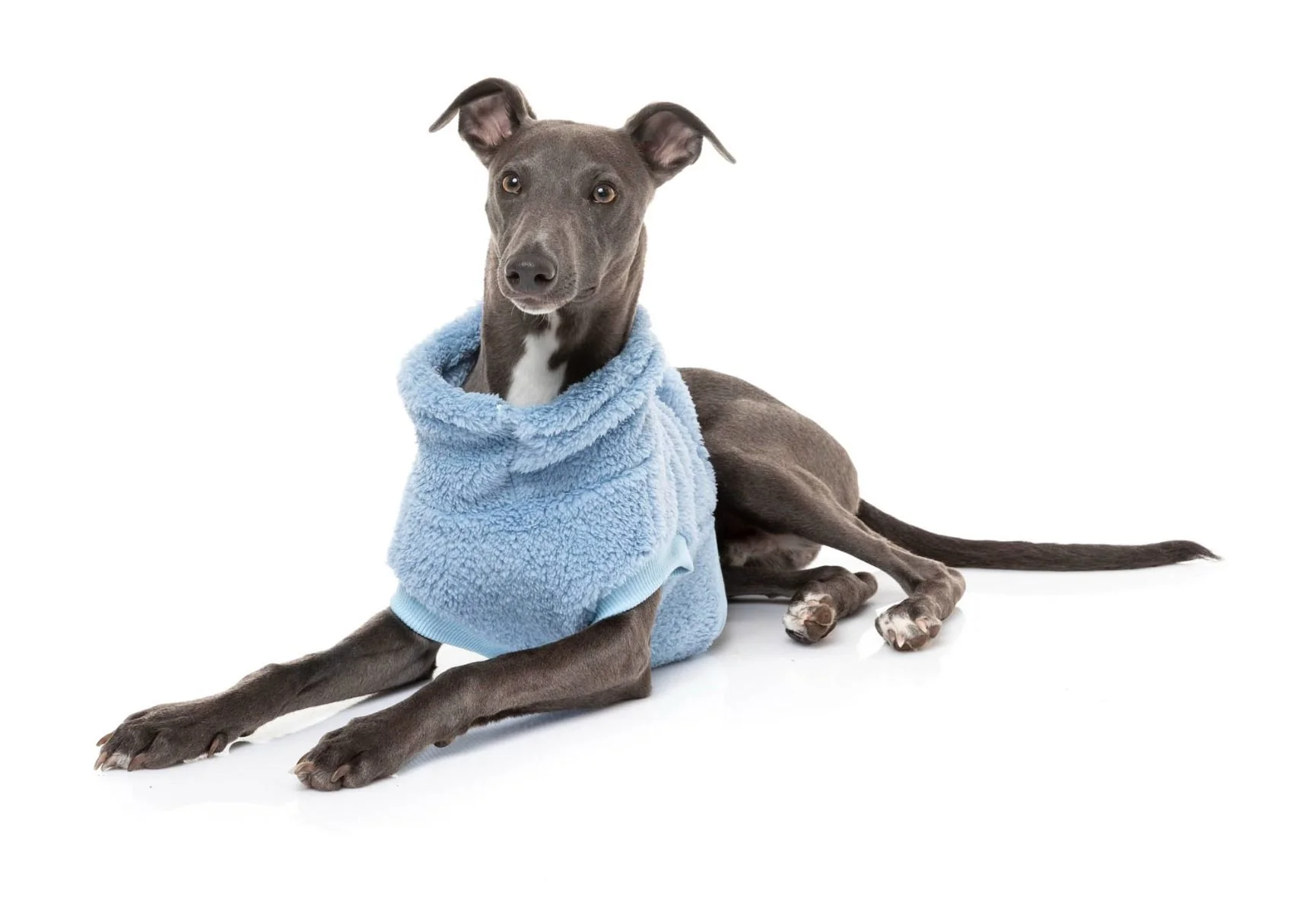 Turtle Teddy Dog Fleece in Washed Blue (FINAL SALE) - Image 6