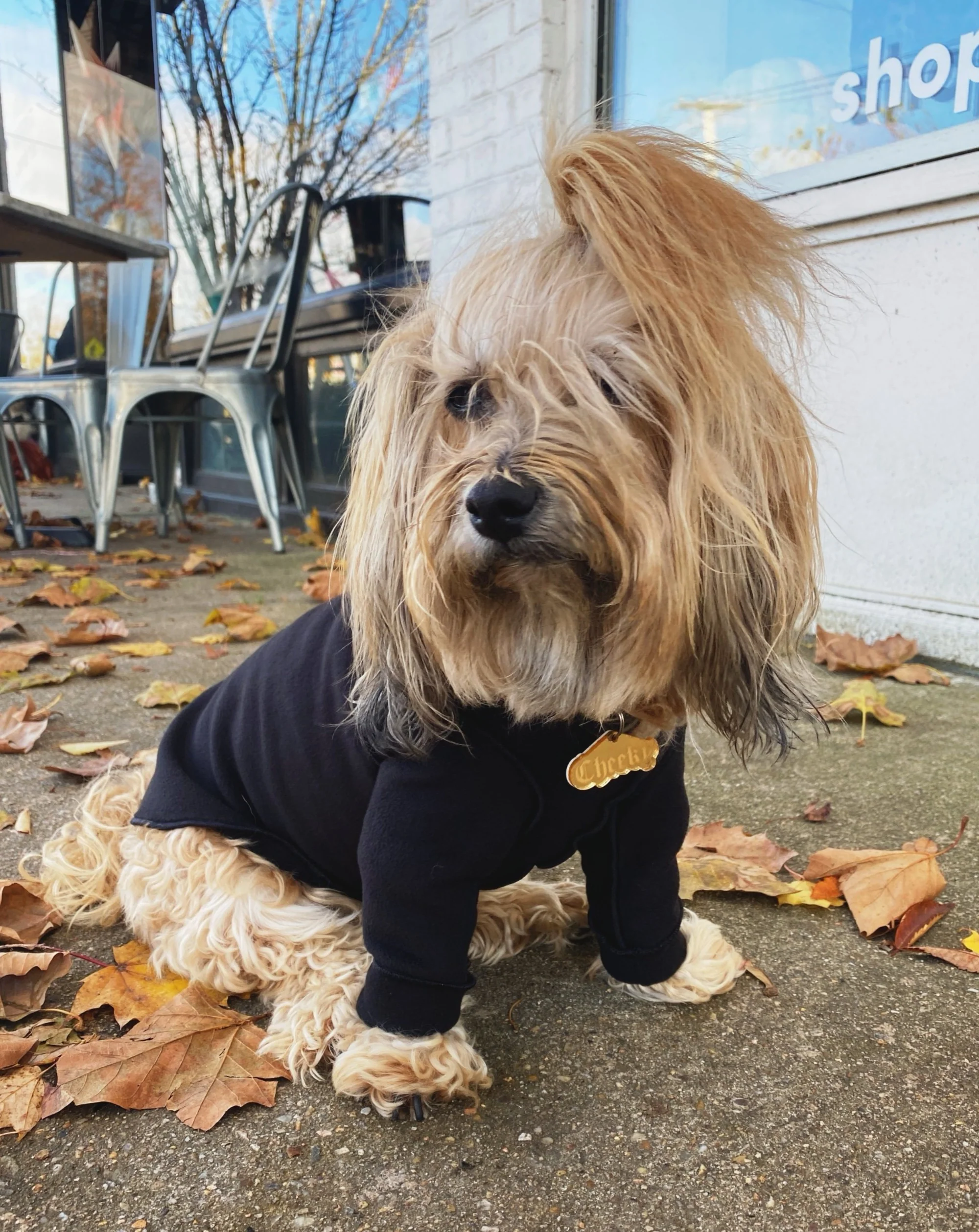 Long-Sleeve Pullover Stretch Dog Fleece in Black (Made in the USA, Dog & Co. Exclusive!) - Image 9