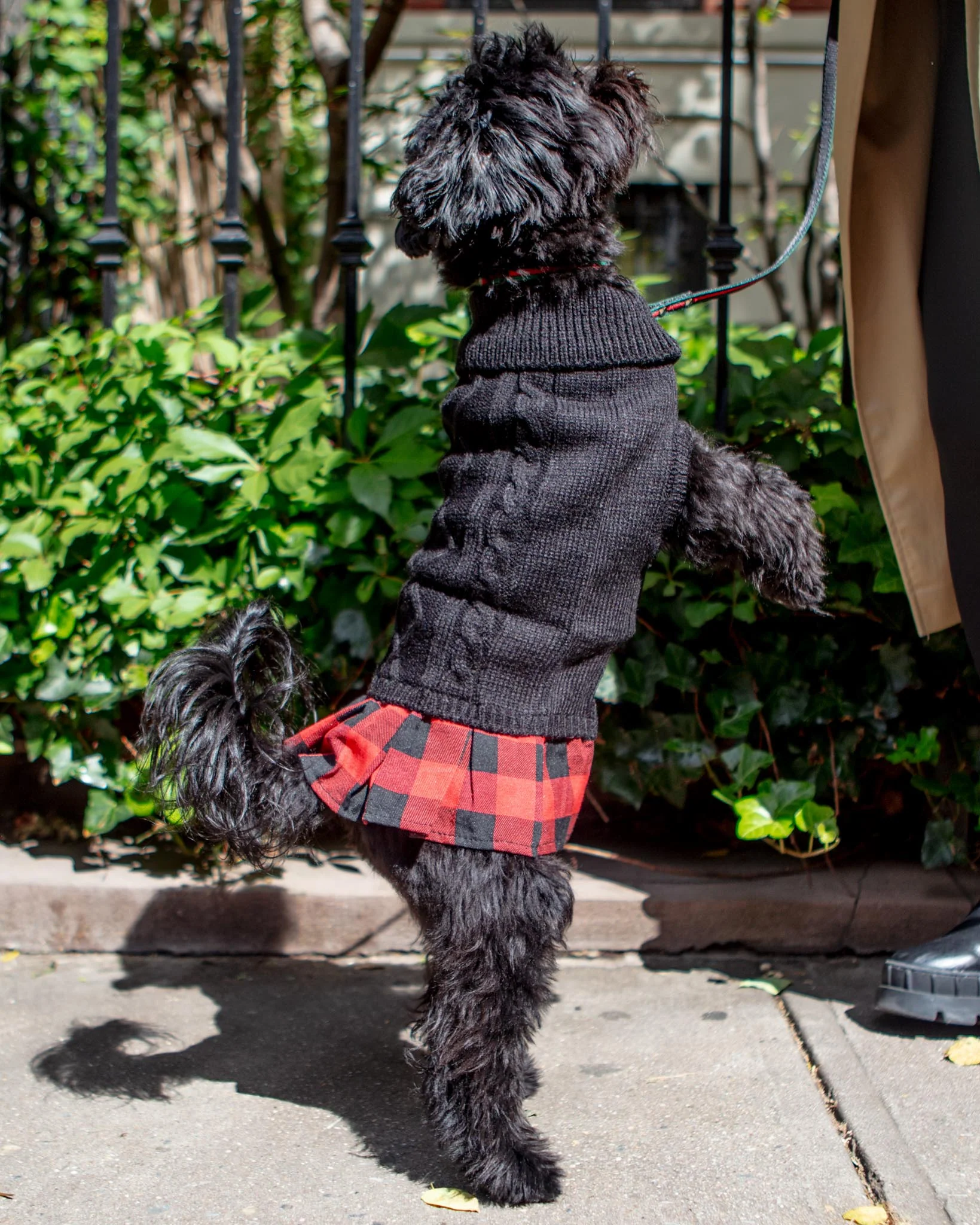 Turtleneck Sweater Dress for Dogs - Image 4
