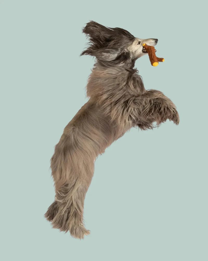 Twiggy Plush Squeaky Dog Toy - Image 6